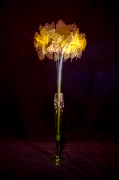 Daffy1