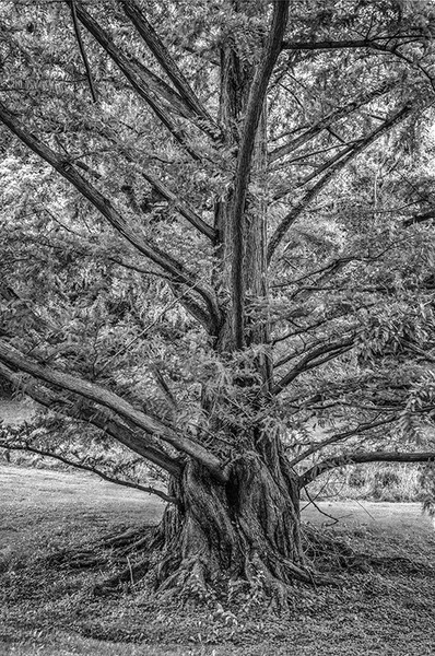 Pine1