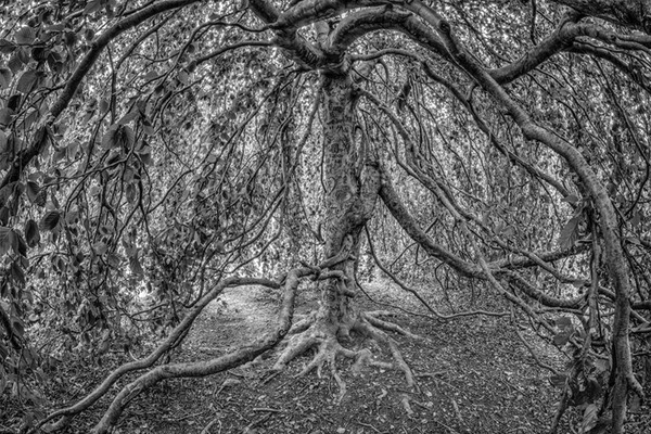 Tree11
