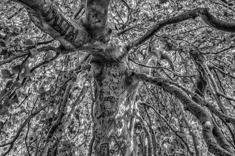 Tree4b
