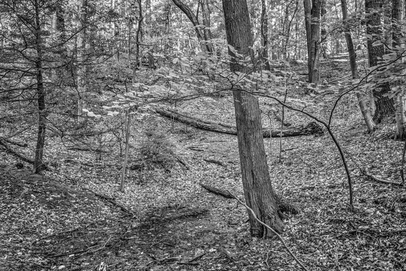Trees1